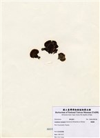 藏品(匍扇藻)的圖片